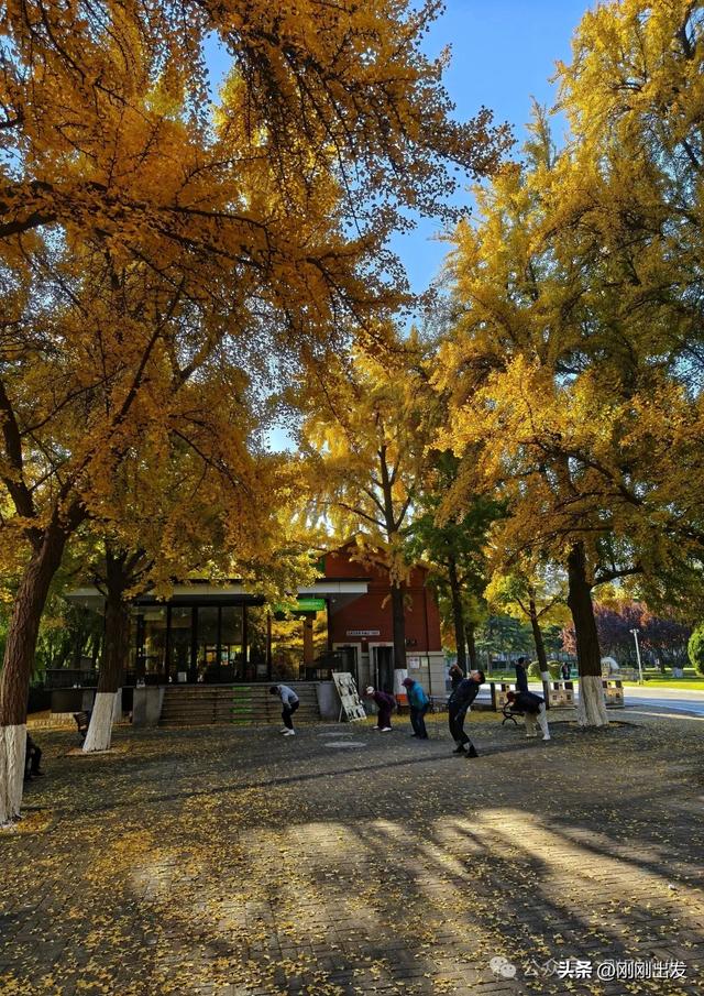 大连市内银杏顶流,百年公园银杏最佳观赏期到了