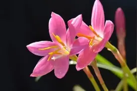 带娃的老人要切记，孩子的四件事宁愿烂在肚子里，也不能说出口图片