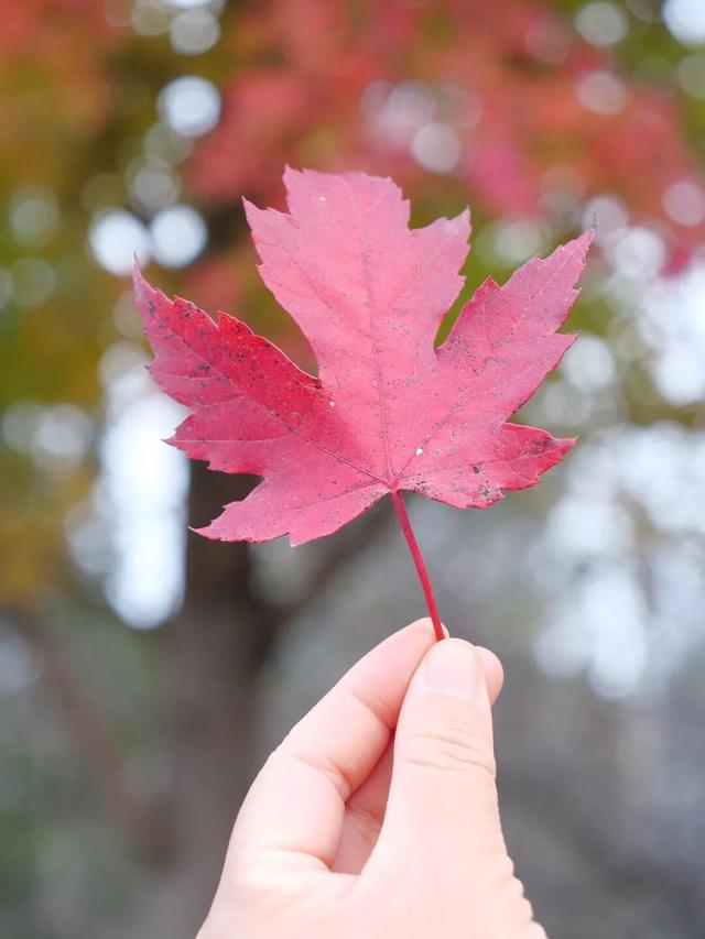 在顺义这些宝藏公园邂逅斑斓秋景——