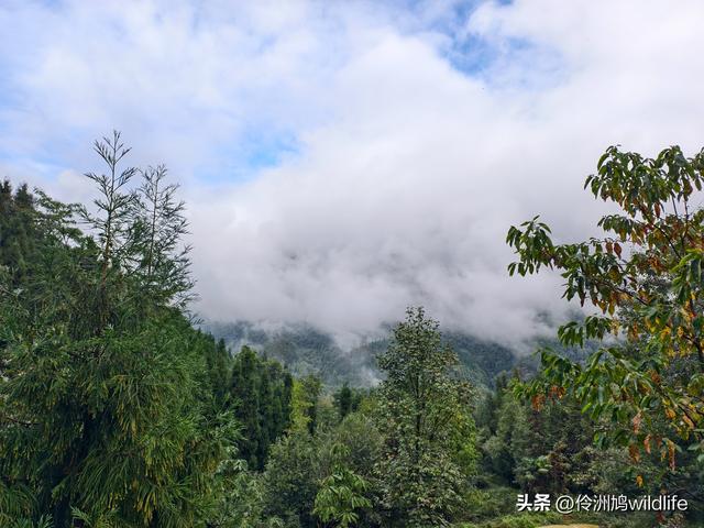 四川行(73)什邡红枫岭徒步到钟鼎寺