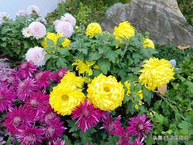 “中山秋韵，菊映盛世”，赏菊南京中山植物园（上）