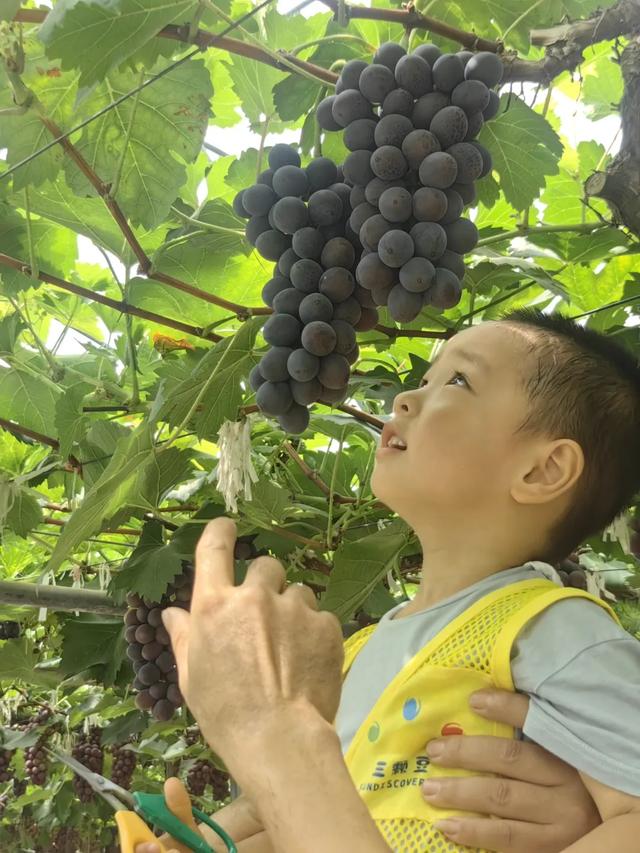 葡萄、荔枝、西瓜、莲雾……厦门夏日采摘上新啦！