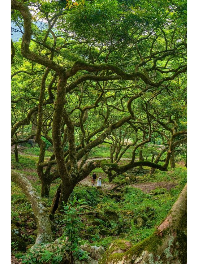 广州藏了片“塞尔达魔幻森林”千年古榄树+青苔秘境，市区1h直达