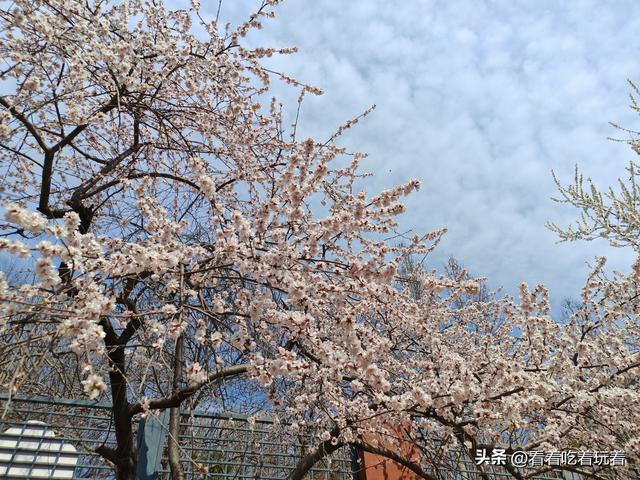 北京公园赏花记