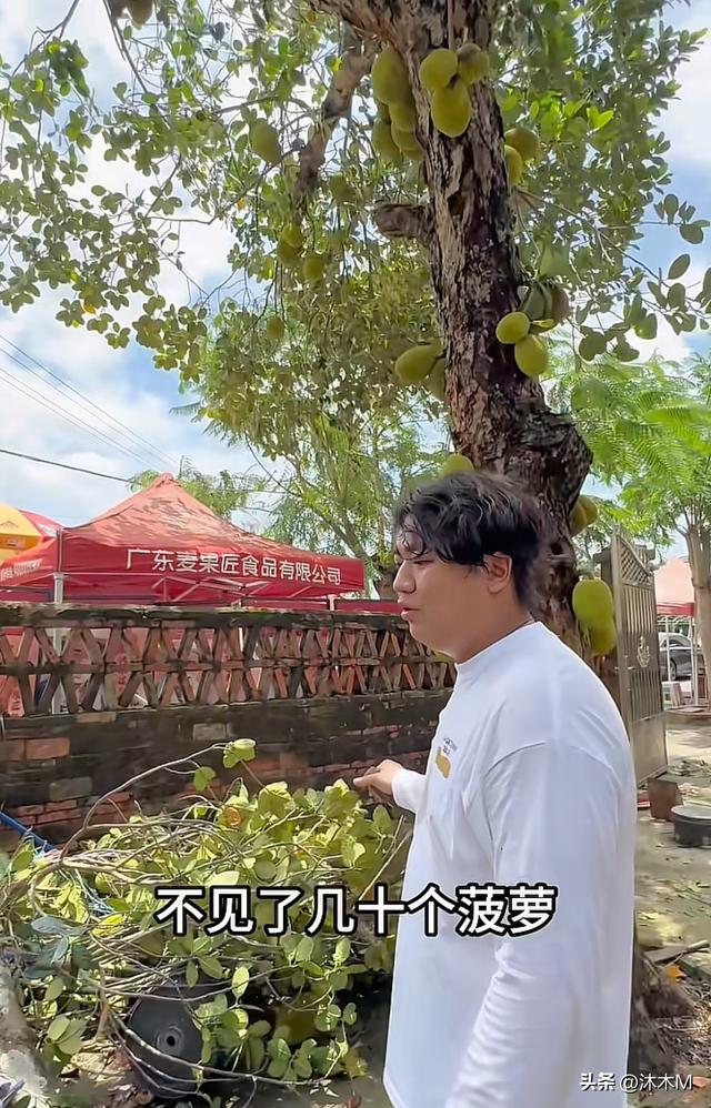 为避台风，全红婵爸爸把几十年树龄的菠萝蜜树都砍了，真的很可惜