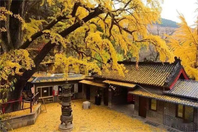 跟着色彩游临沂 | 红叶漫山・秋韵沉醉之旅 美到尖叫