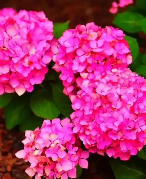 阳台院子必种！这10种花堪称传家宝＂，栽1回年年爆花