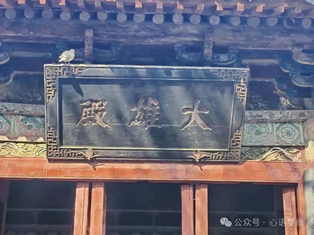 白马寺的鸽子,呈现世间生灵最好的模样