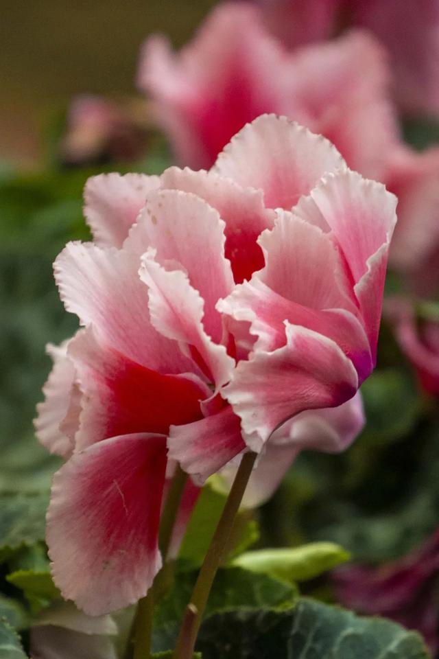 以花之名,邂逅满园春色