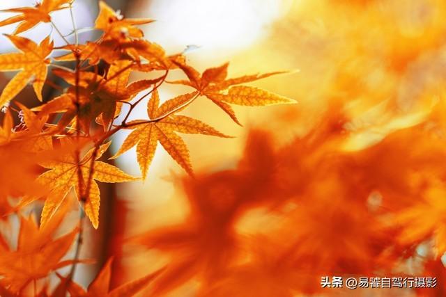 香山红叶摄影进阶：必须掌握这6个实战技巧，张张出大片成顶流