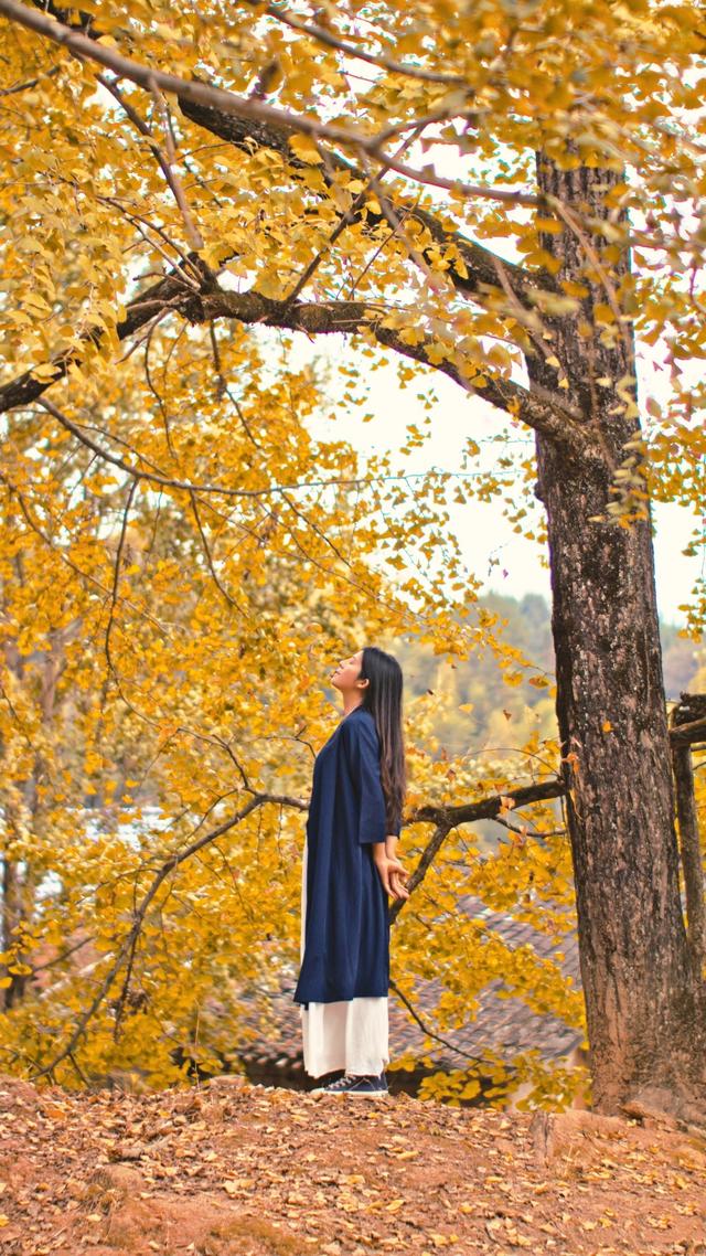 南雄坪田镇赏银杏，时间正好，银杏橙黄