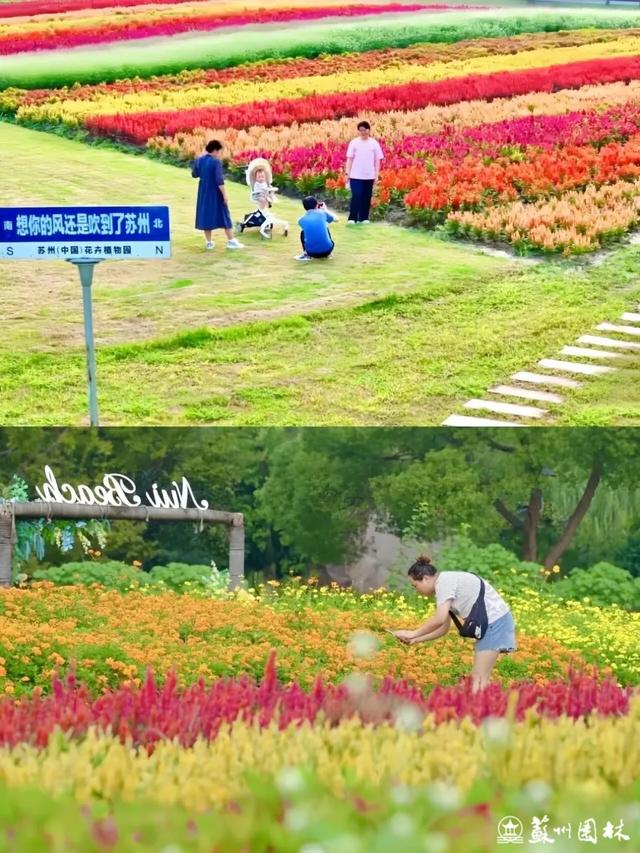 21处绚烂花海！苏州“晚秋花海”赏花地图出炉