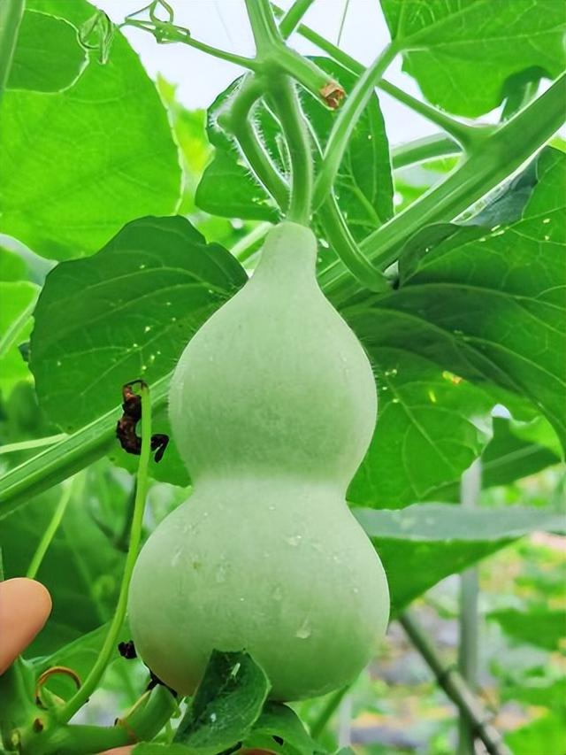 奔赴种业园，一起 “趣” 采摘！天府现代种业园采摘全攻略指南