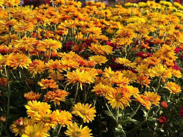 惊艳！三明这片花海已到最佳观赏期！错过又要再等一年