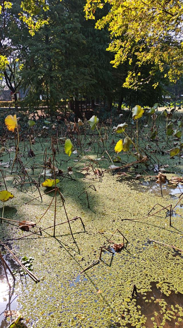 与残荷相遇：繁华落尽后的从容与坚守