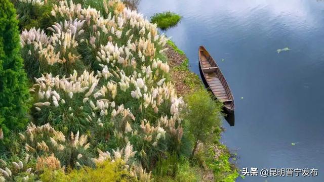快来打卡！这片芦苇荡藏着晋宁最美的秋日