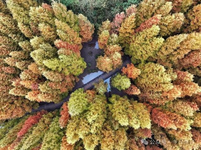 “杉杉”来了！崇州免门票小众宝藏秘境