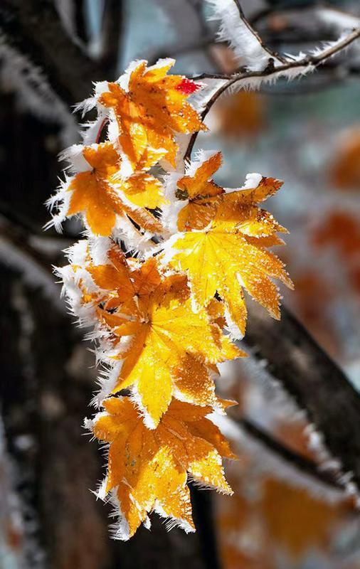 初雪的四方山：雾凇遍野 琼枝满山