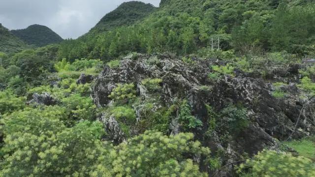 “让这一人间美景永续保存下去！”——记桂林漓江流域山水林田湖草沙一体化保护和修复工程