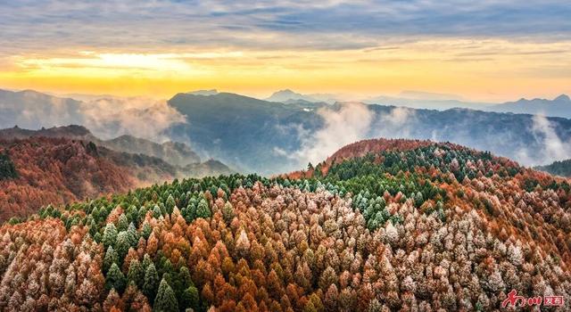 图片新闻︱南川彩韵：半山熔金半山翠，一树千年一树春