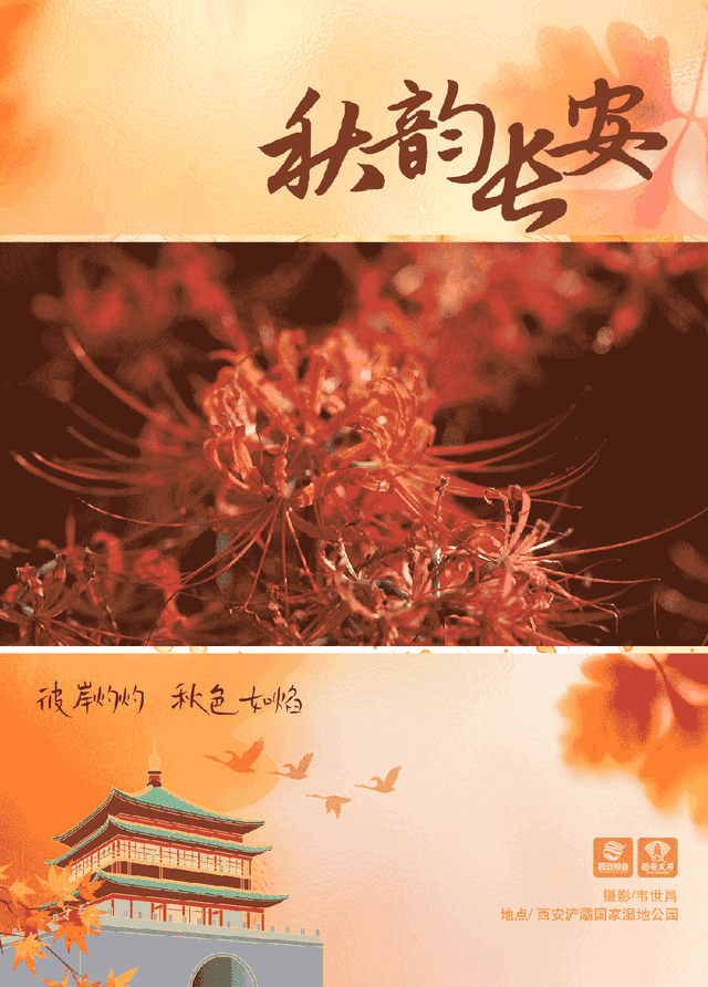 西安这抹秋日限定绯红，美到窒息！