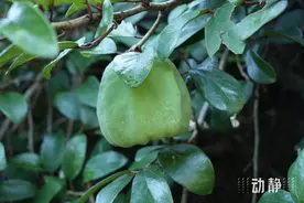 野性贵州 有问必答丨很受欢迎的荔波凉粉，原来“长”在树上……图片