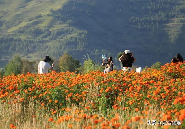 岷县：牧马滩秋日百花争艳引客来