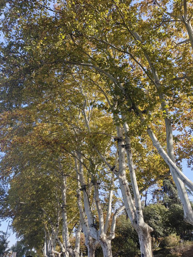 碧云天，黄叶地。秋色连波，波上寒烟翠一一玄武湖银杏迟