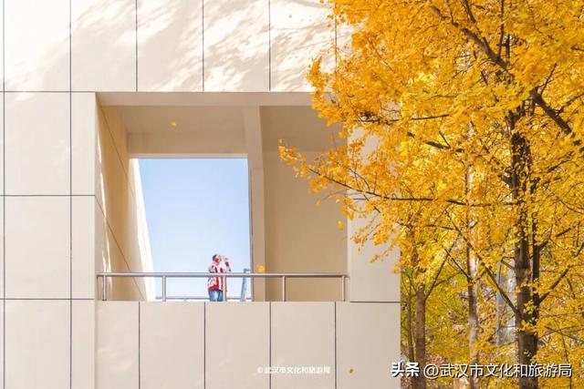 本周，武汉彩叶杀疯了！