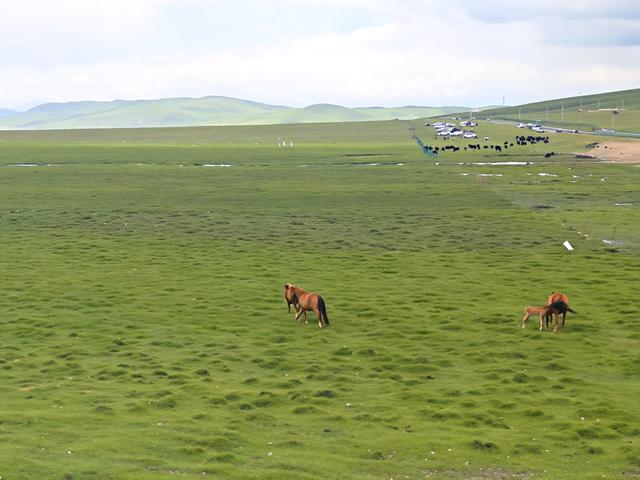 山西及周边随意行之夏河 18