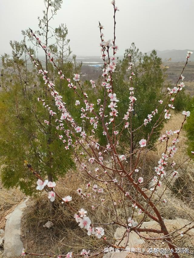 金帜山下唐·景陵
