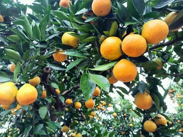 欢迎来到达州宣汉宝藏小镇——淡妆浓抹总相宜的清溪镇！