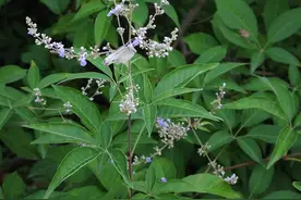 俗称“神仙草”，有3大厉害妙用，它就是农村大名鼎鼎的黄荆图片