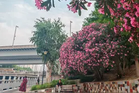 郑州东风渠畔夹竹桃花开正艳，但美丽有毒 不可触碰和采摘（图集）图片