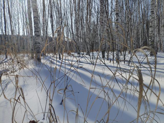 骏足踏青先踏雪