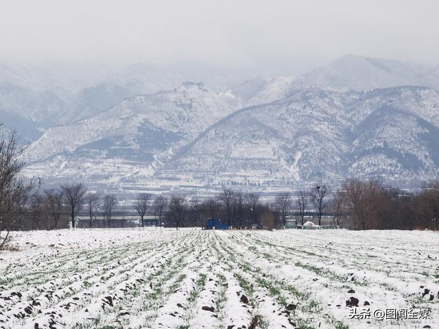 雪后初霁，终南山下麦田披“雪被” 长安黄良宛如仙境！