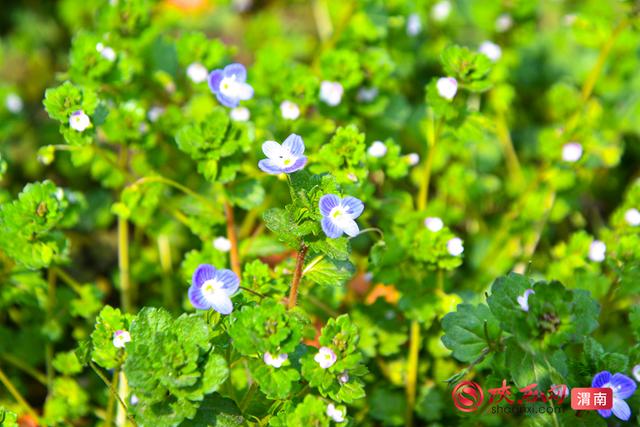 赴春约！赏花正当时，来渭南邂逅浪漫春光（组图）