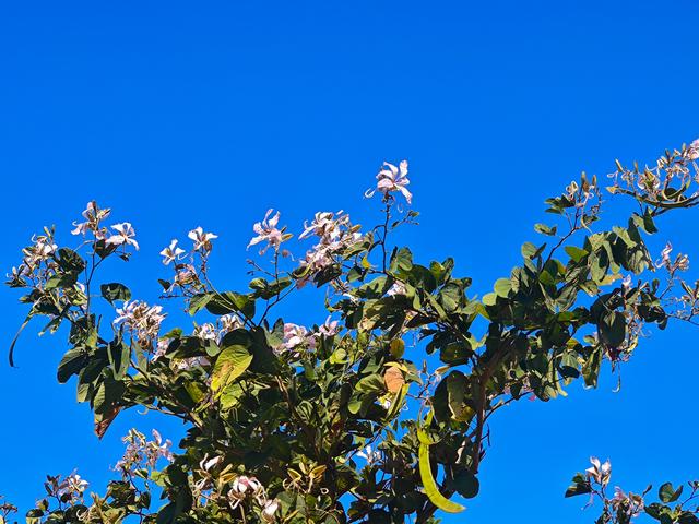 塘朗山郊野公园[绿平二路入口]骑行爬坡好地方