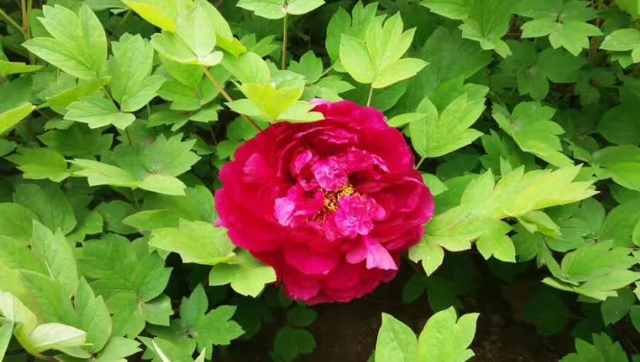 给80棵树搬家！石家庄2万株牡丹花海仅5元