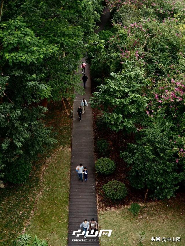 太出片啦！中山焦糖色「落羽杉」上线