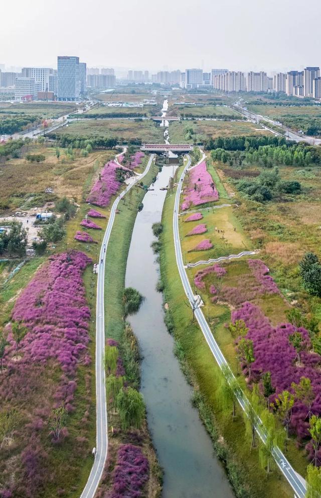 拿捏秋日氛围感？济南这些免费花海，教你轻松圈“粉”！
