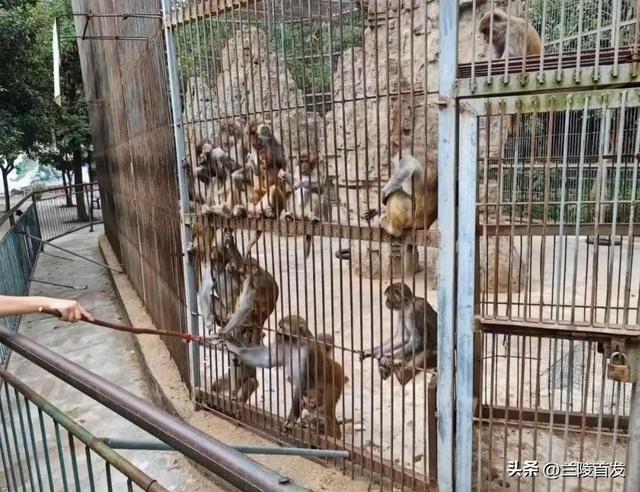 票价20元！最“寒酸”动物园火了！仅有一位七旬安徽宿州老人管理
