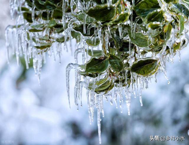 “雨雪多不多，就看寒露”，明日寒露，今年冬天雨雪很多吗？