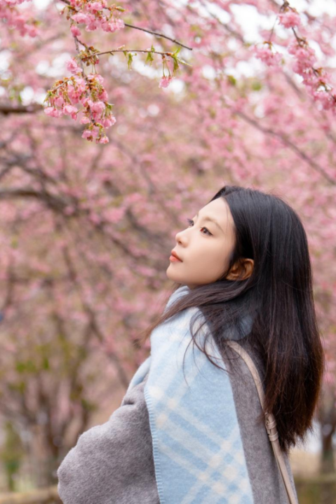 门票不限量免费送！明月山花海原居2月1日开园，解锁樱花美景+免票攻略+玩法指南！