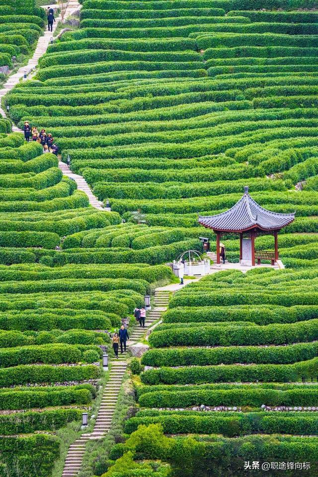 中国最美茶山，能喝到顶级好茶？喝一口记一辈子