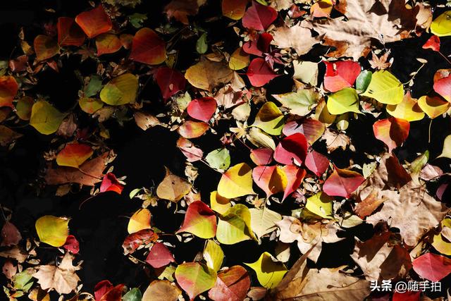 秋色绚烂，上海闵行红园乌桕色彩斑斓梦幻如画