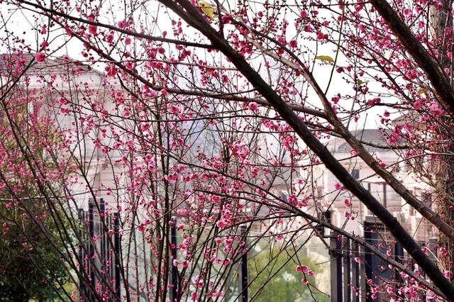 轨道公交直达！重庆红梅花海已上线，速来打卡→