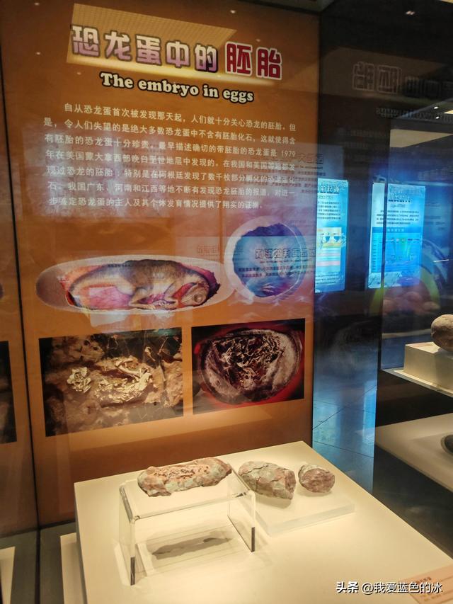 来河源才知道河源是中国恐龙之乡，挖掘出的恐龙蛋超级多