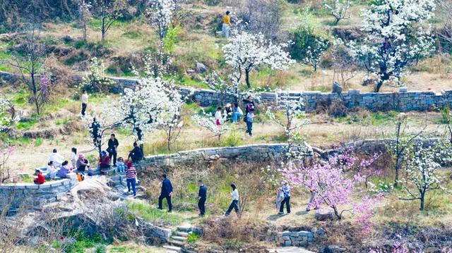 宁阳万亩梨花迎客来 “赏花+”激活春日消费