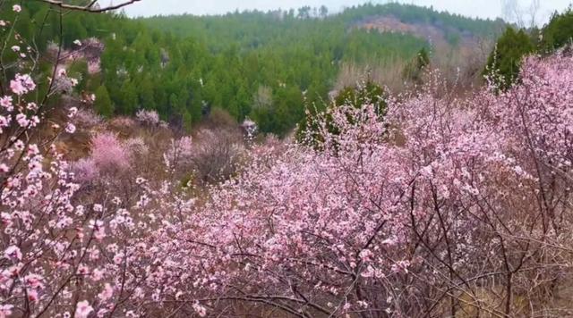 云梦山的春天已经藏不住了~